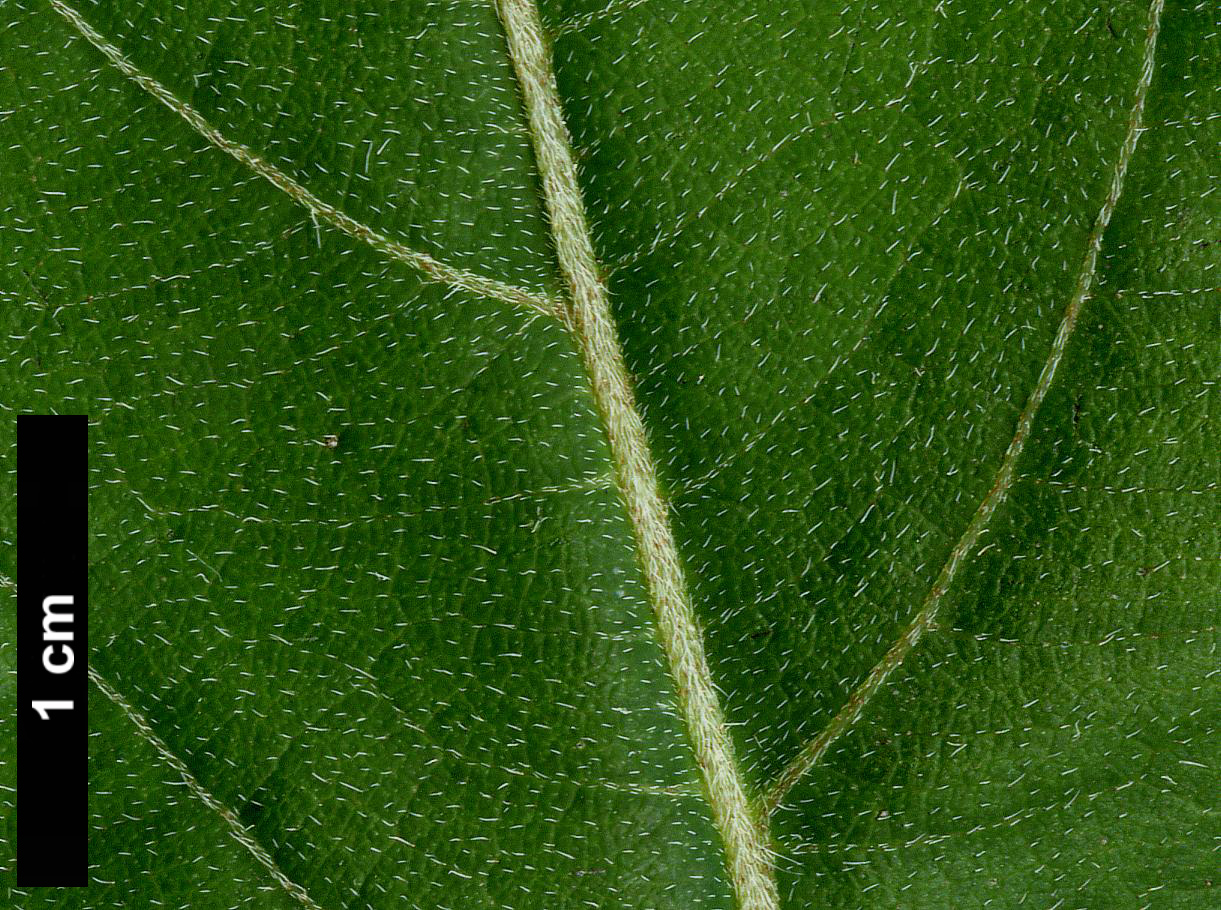 High resolution image: Family: Hydrangeaceae - Genus: Hydrangea - Taxon: aspera - SpeciesSub: subsp. strigosa